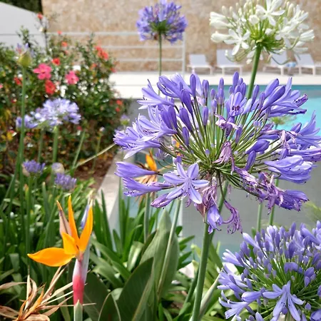 Paraiso Florido By The Sea Senhora da Luz
